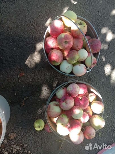 Продам яблоки