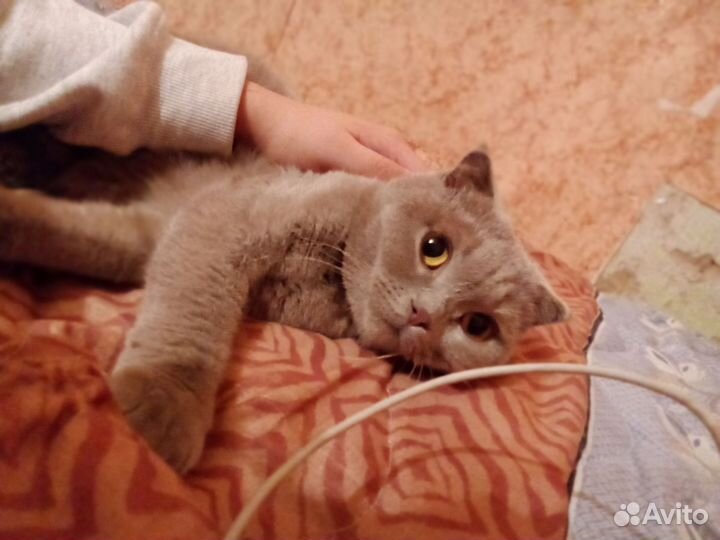 Британская