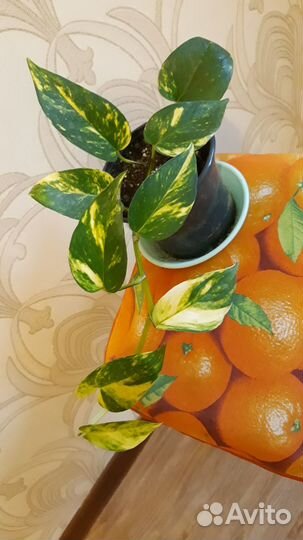 Сциндапсус (эпипремнум) золотистый