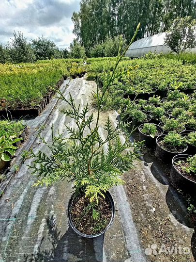 Брабант C2 (Branant)