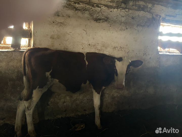 Телята бычки