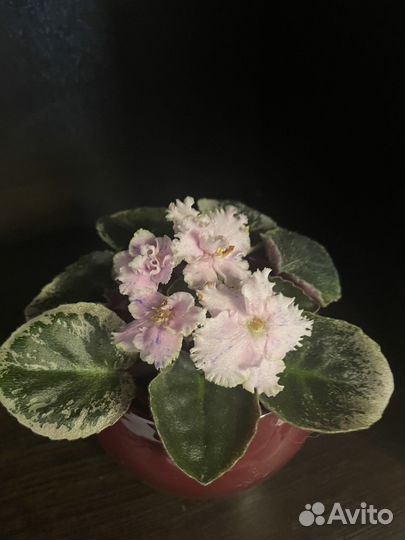 Сортовые фиалки мини