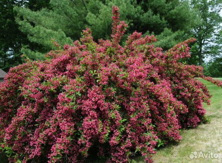 Вейгела Бристол Руби