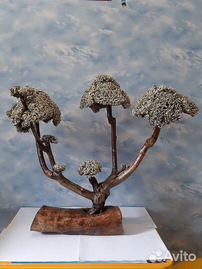 Дерево из цетрарии