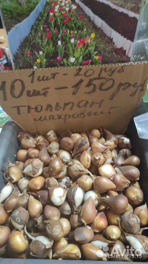 Луковицы тюльпанов