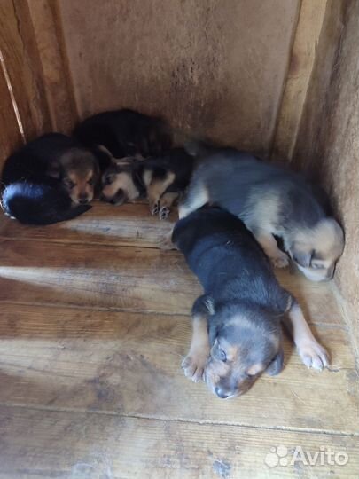 Продам щенков Русской гончей