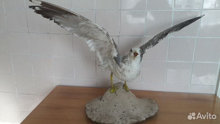 Чучела птиц