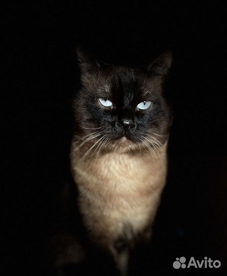 Тайский кот, вязка