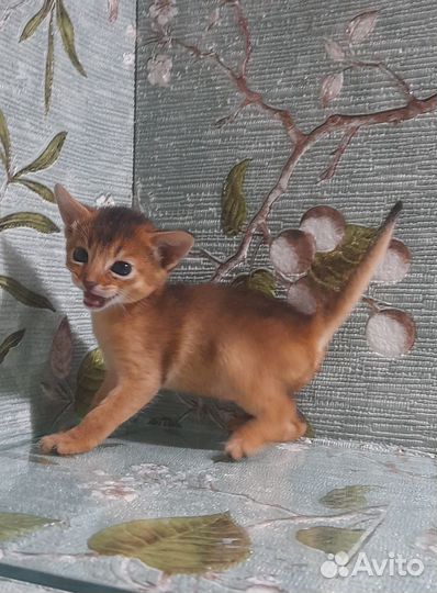 Абиссинские котята
