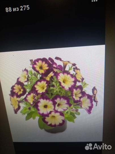 Вегетативная петуния