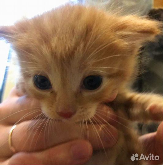 Отдам в добрые руки котят звоните через 2 месяца