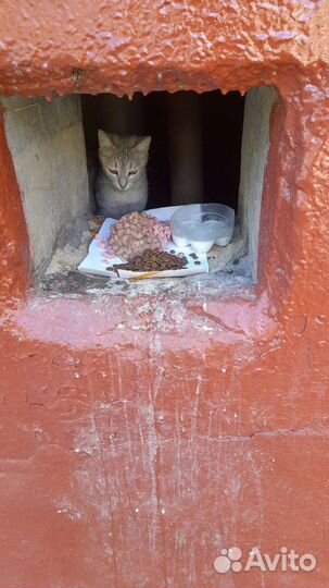 Подарите кошке дом