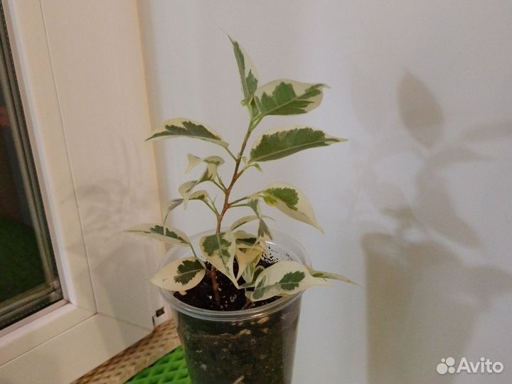 Фикус вариегатный