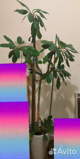 Молочай трехгранный