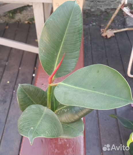 Фикус Мелани вариегатный, Керли