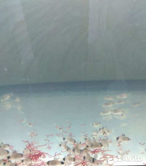 Севилии, Коридорасы, брохисы, золотые рыбки