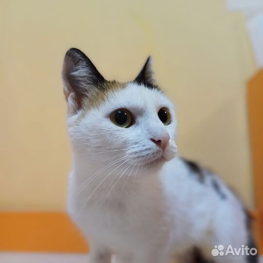 Кошка в дар бесплатно