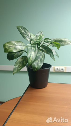 Комнатные растения цветы