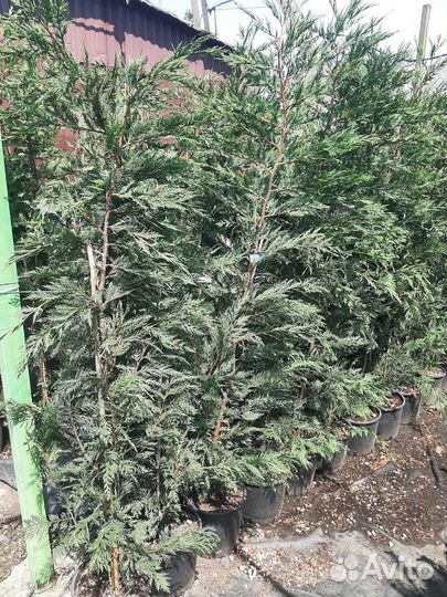 Кипарисовик Купрессоципарис лейланда