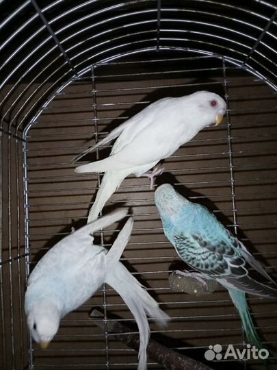 Птенцы, волнистого попугая