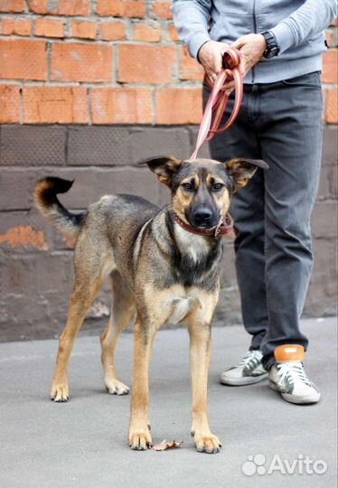 Красавец и добряк Рэд ищет своего человека