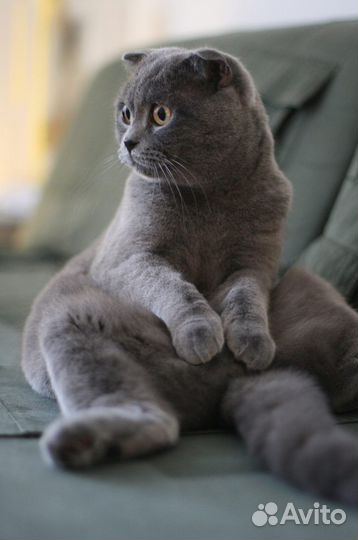 Британская вислоухая кошка