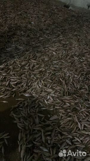 Мелочь чебаковая