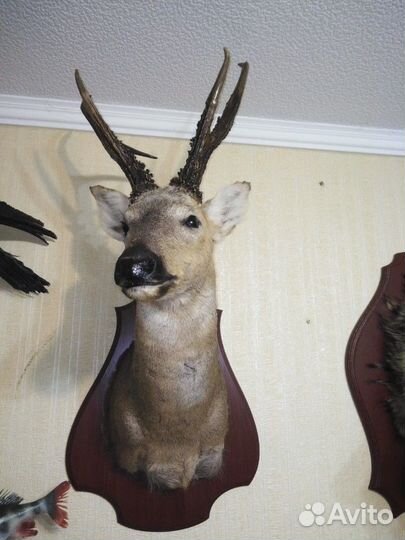 Изготовлю чучела зверей(таксидермия)