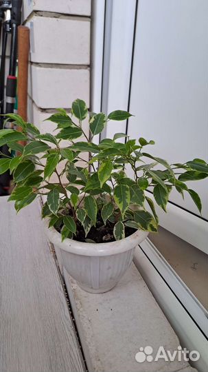 Фикус бенжамина