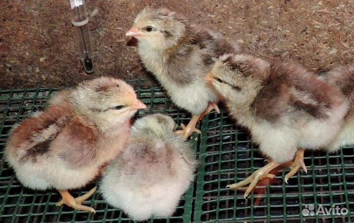 Цыплята