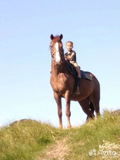 Конные прогулки