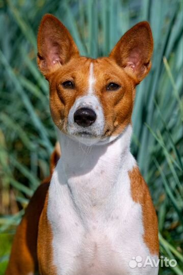 Щенки басенджи