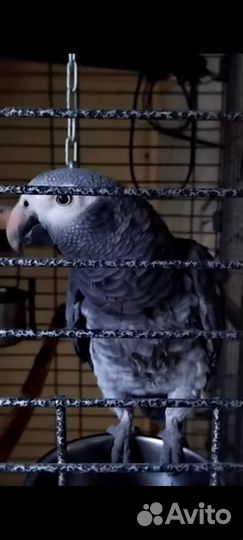 Говорящий попугай