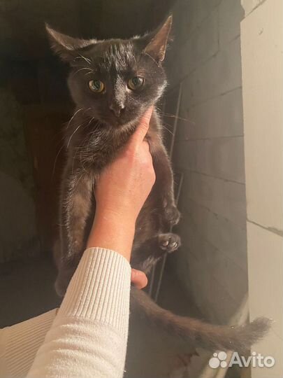 Котенок в добрые руки