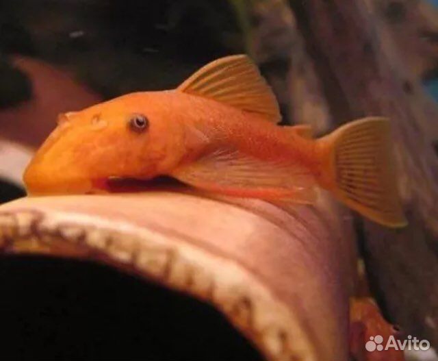 Анциструс super ред