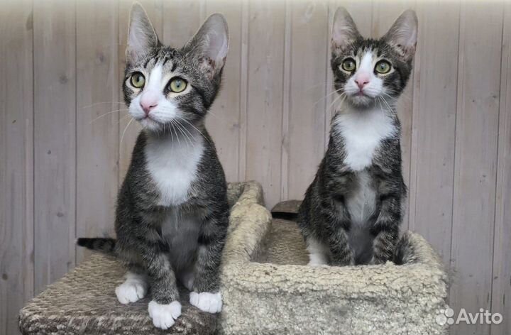 Котята мальчики в добрые руки