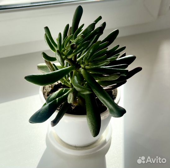 Толстянка хоббит