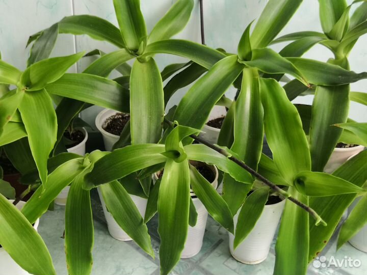 Комнатные растения