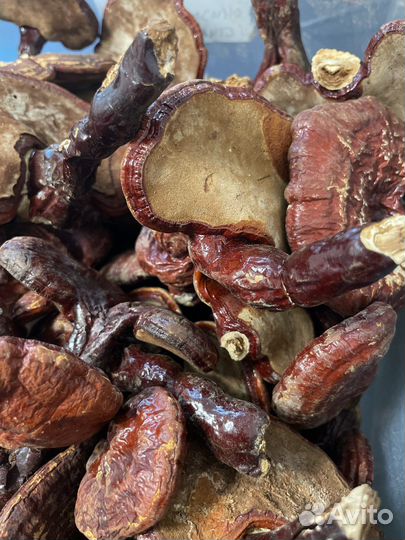 Гриб трутовик