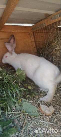 Кролики Фландр
