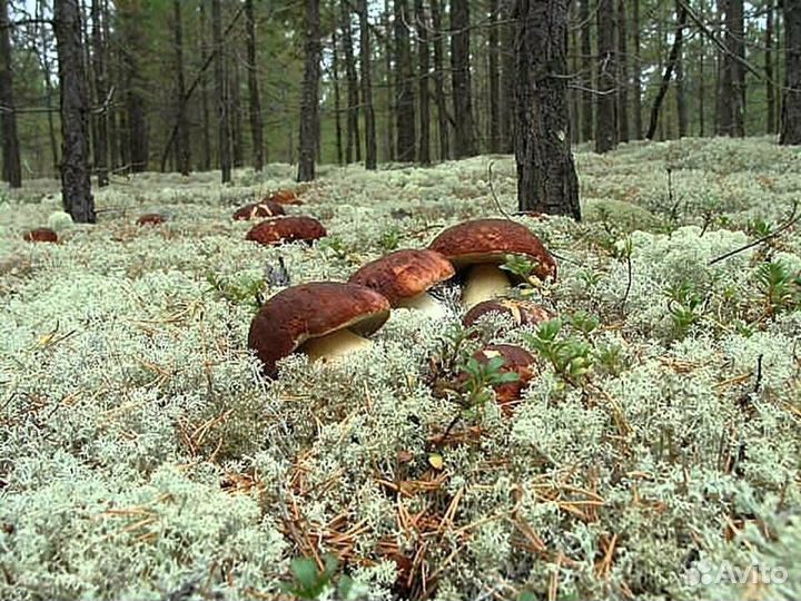 Грибы свежие белые