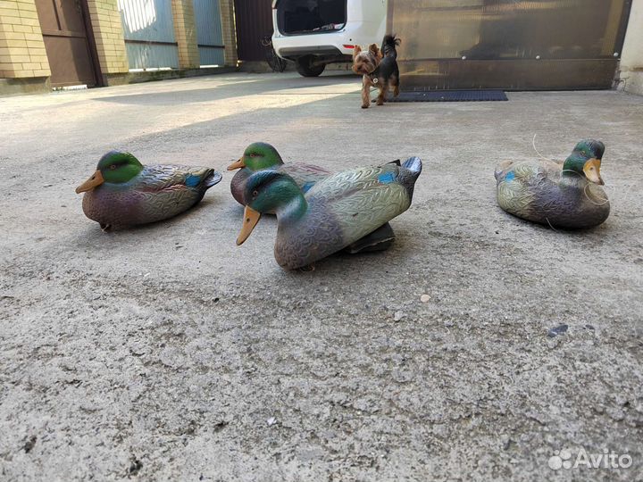 Чучела уток бу для охоты