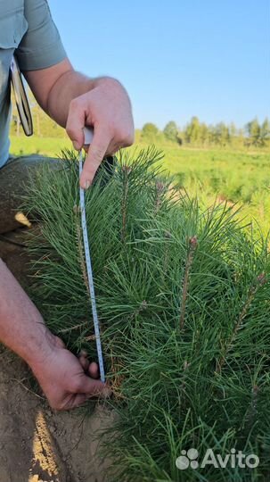 Сеянцы сосны обыкновенной окс