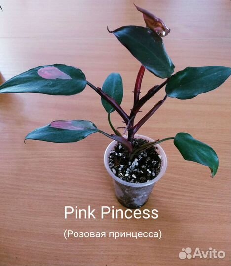 Филодендроны