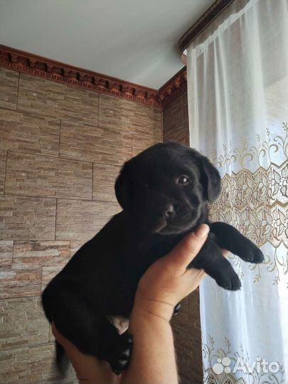 Собаки