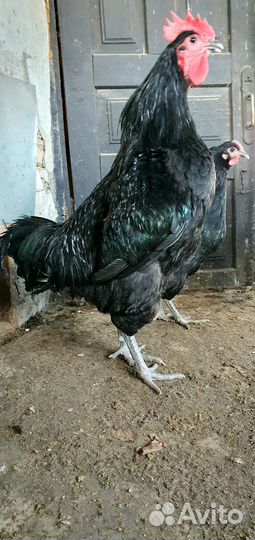 Петухи Джерсийский гигант