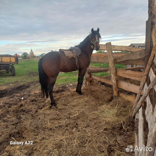 Лошадь, жеребец