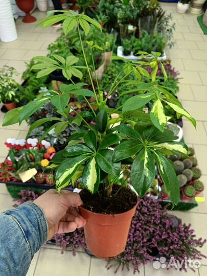 Комнатные растения