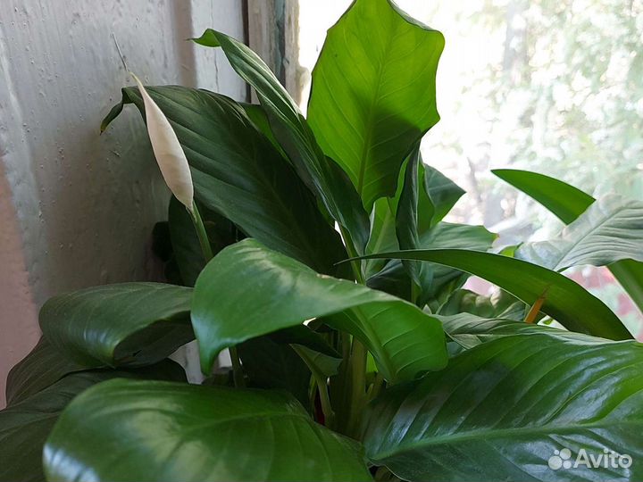 Канна, амариллис, каланхоэ женское счастье