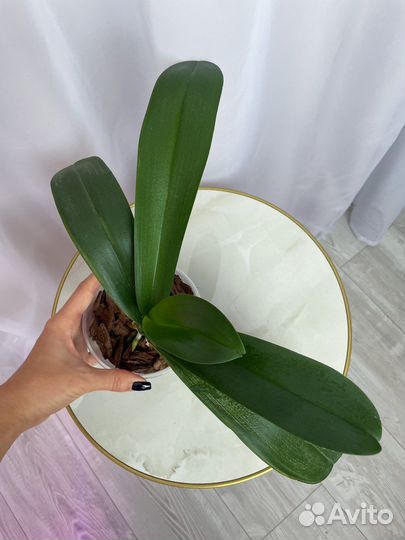 Молочай, юкка, орхидея